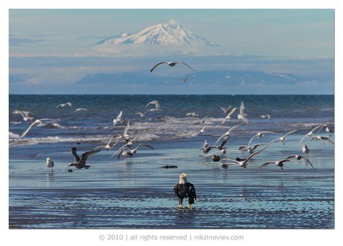 Хозяин Аляски