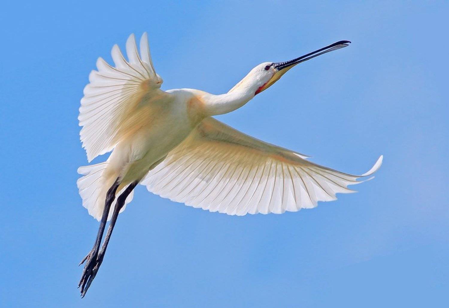 колпица, spoonbill, Ludmila Yilmaz