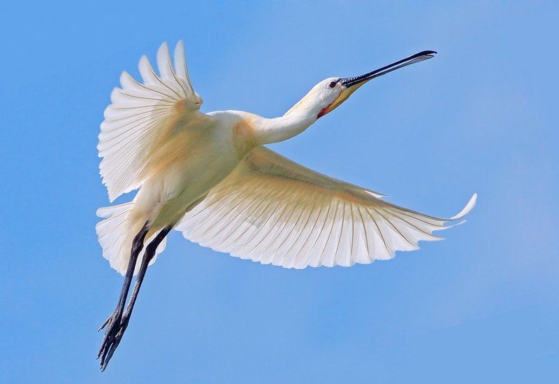 колпица, spoonbill Балетмейстер фото превью