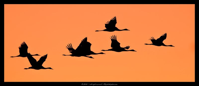 cерые, журавли, grus, grus, ахула, израиль, перелетные, птицы Журавли в полете фото превью