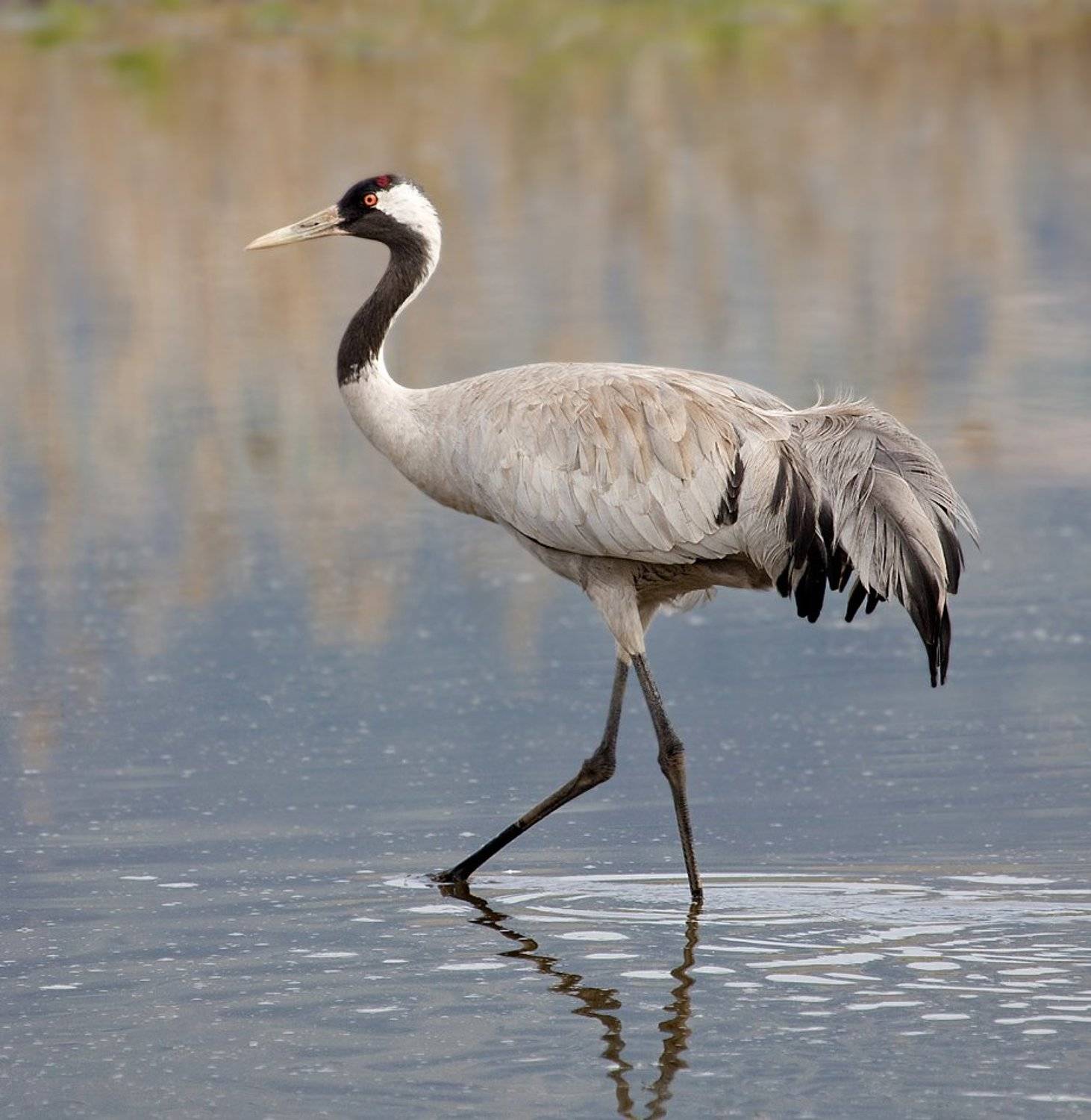серый, журавль, Alena