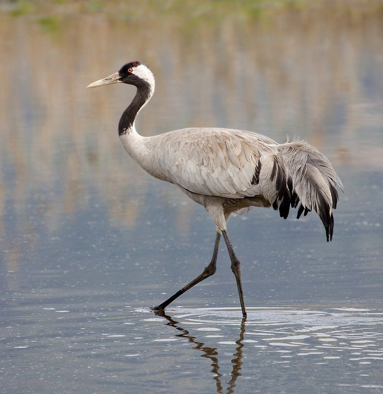 серый, журавль важный фото превью