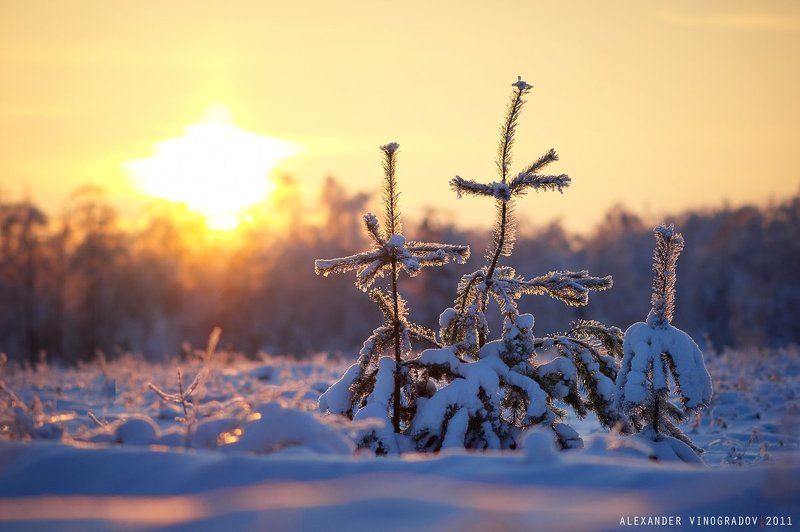 Зимняя сказка фото превью