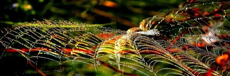 Паутинка и гламур фото превью