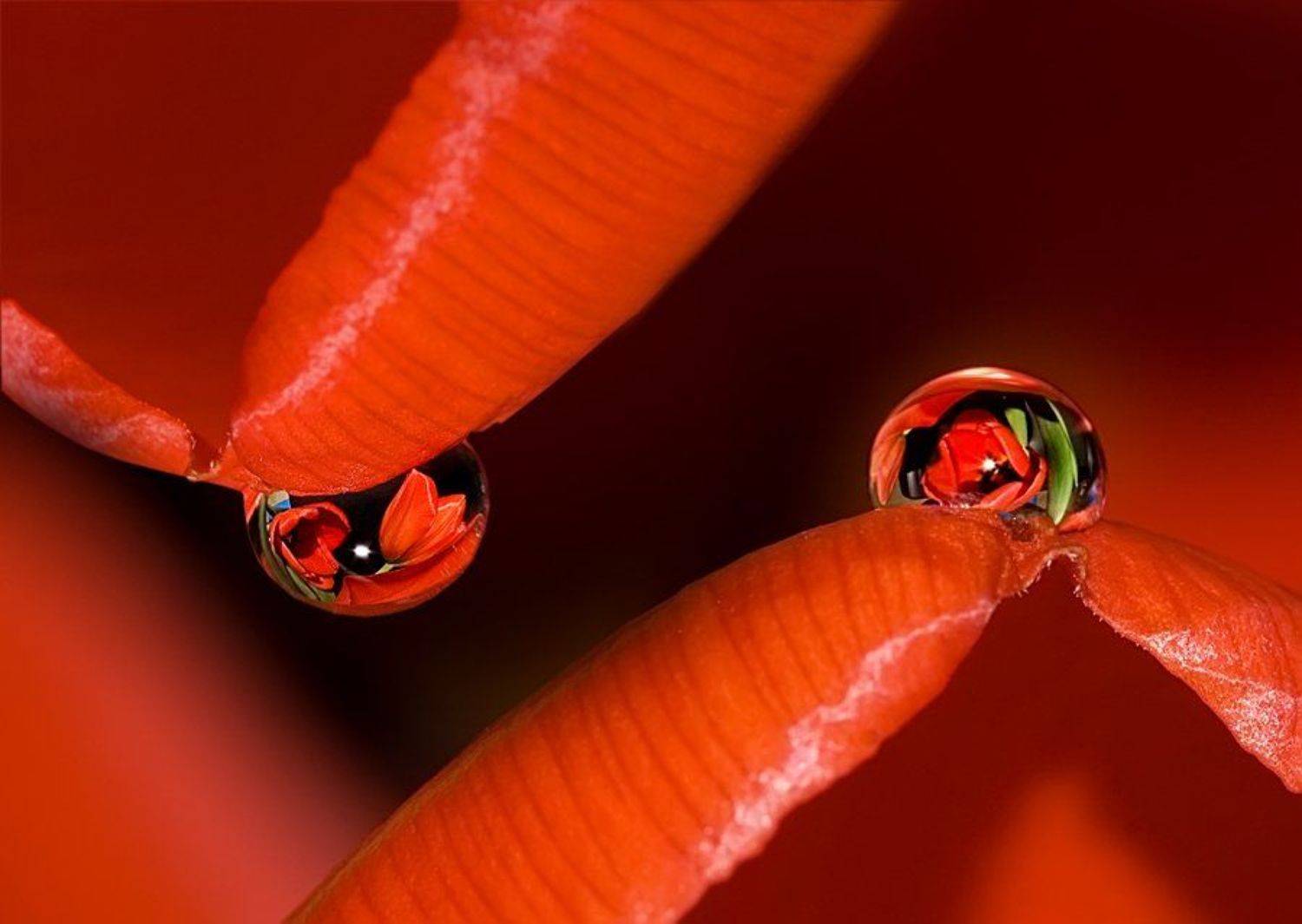 макро, макросъемка, капли, капля, тюльпаны, отражение, цветы, Sokolova Tatiana