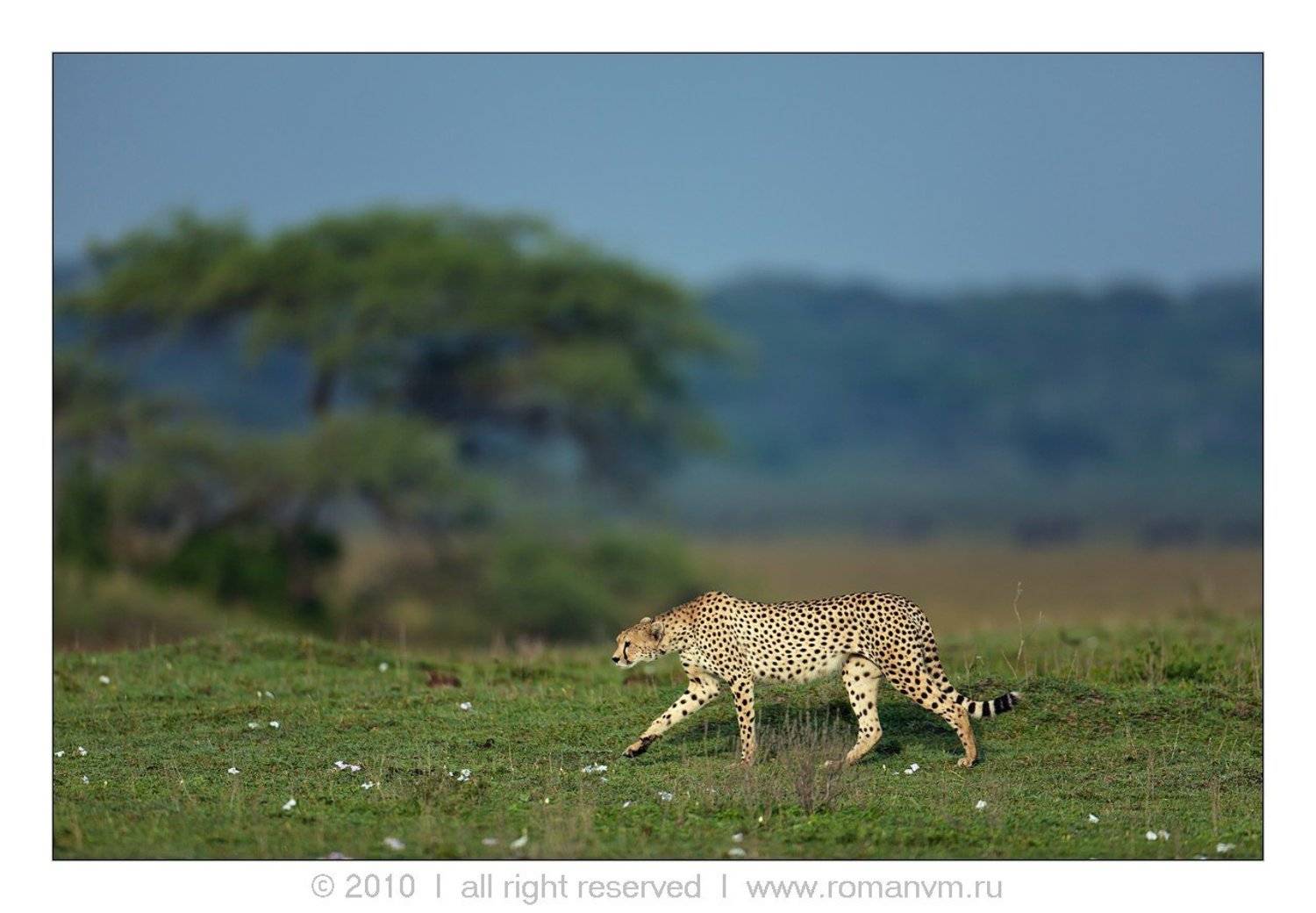 танзания, гепард, дикая природа, Роман Мурушкин