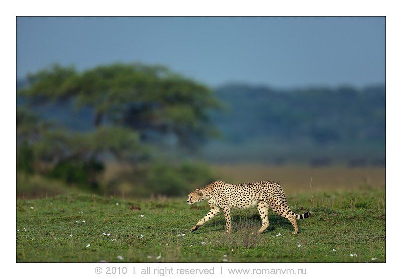 Пора на охоту. фото превью