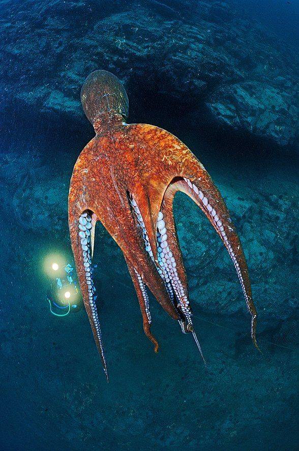 пролетая, над..., Андрей Шпатак