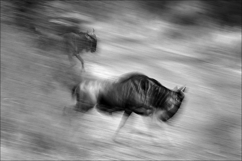 Антилопа гну фото превью