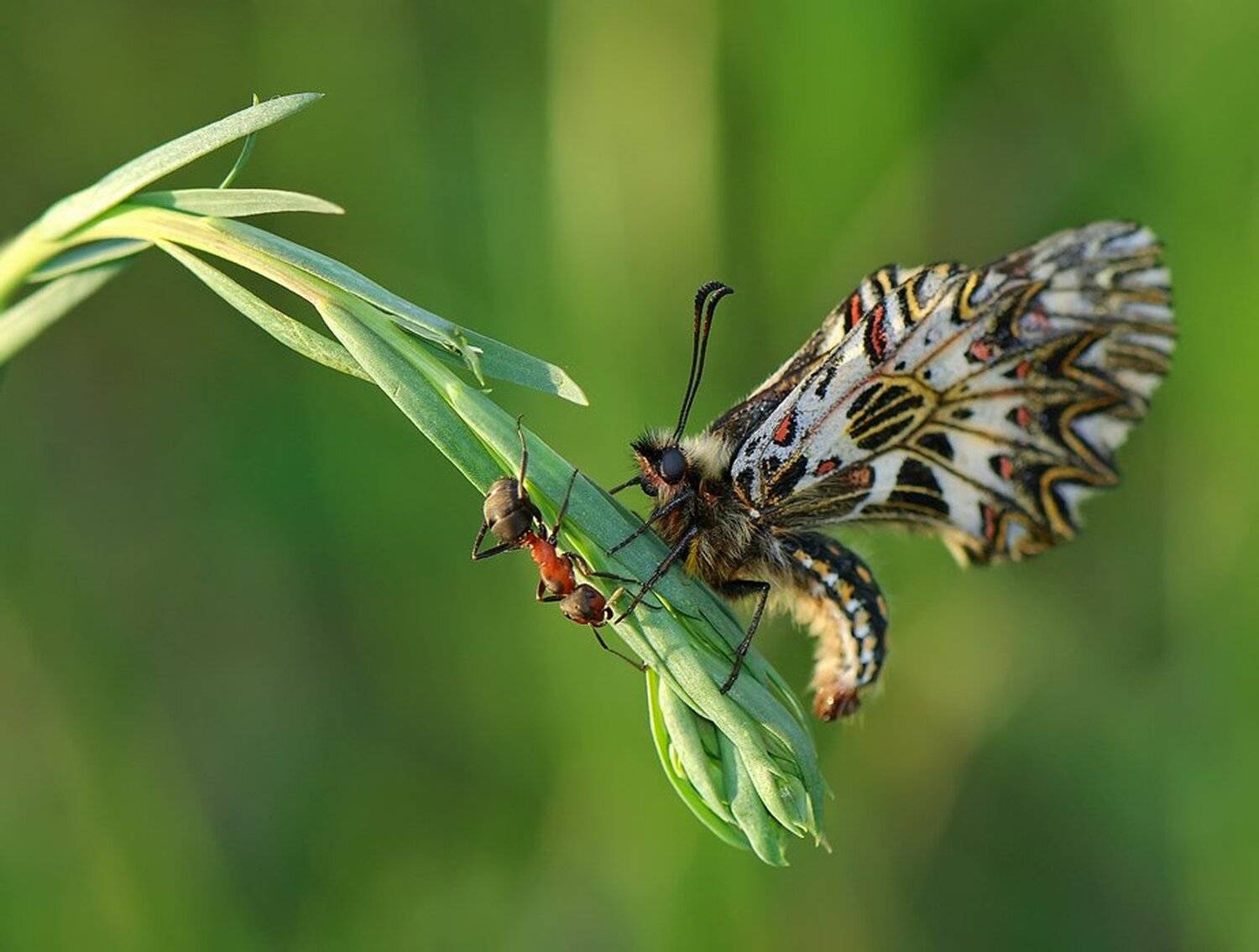 бабочка,муравей, Татьяна Аверина