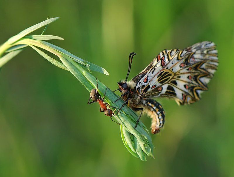 бабочка,муравей Будем знакомы,Мадам?.. фото превью