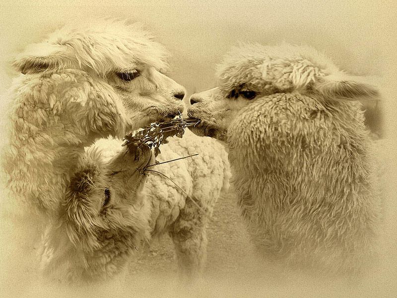 перу, альпака, идиллия Перуанская идиллия... фото превью