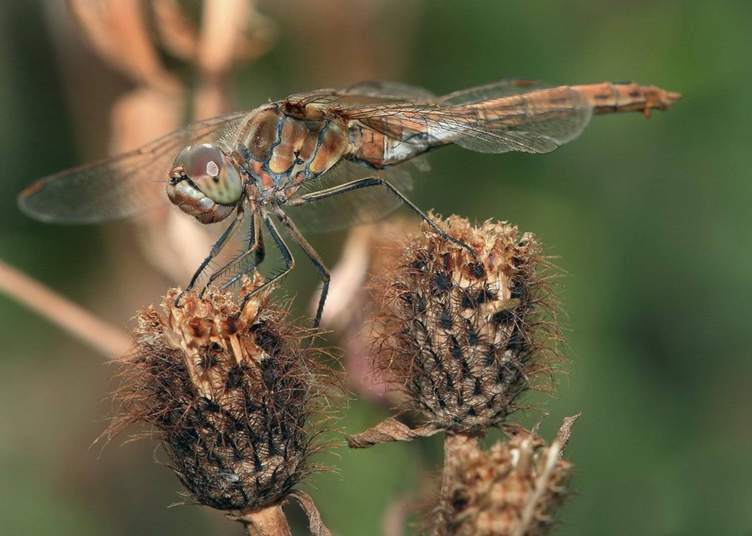 лето, трава, стрекоза, Олег Сурьянинов