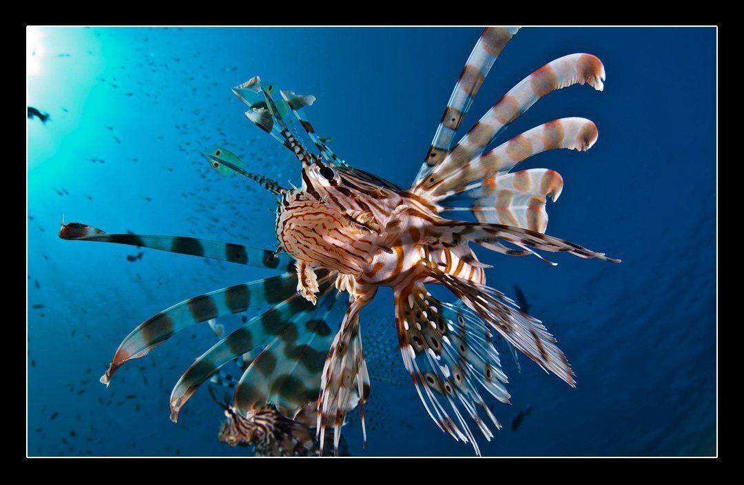 крылатка, Дмитрий