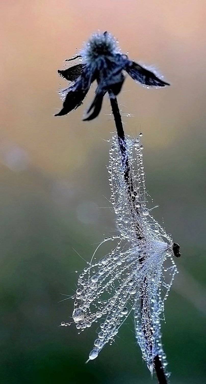 , Василий Черкасский