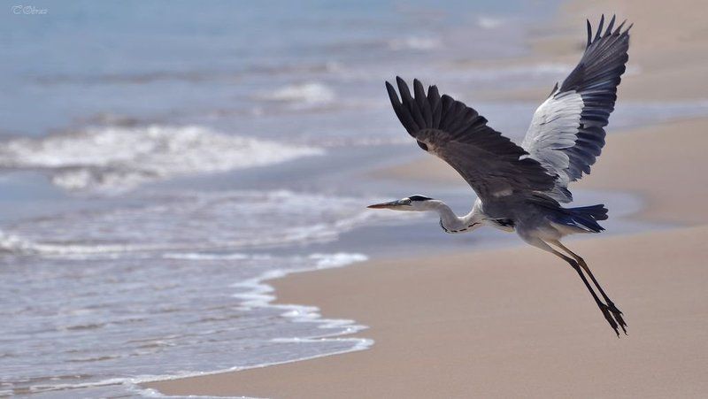 цапля  фото превью