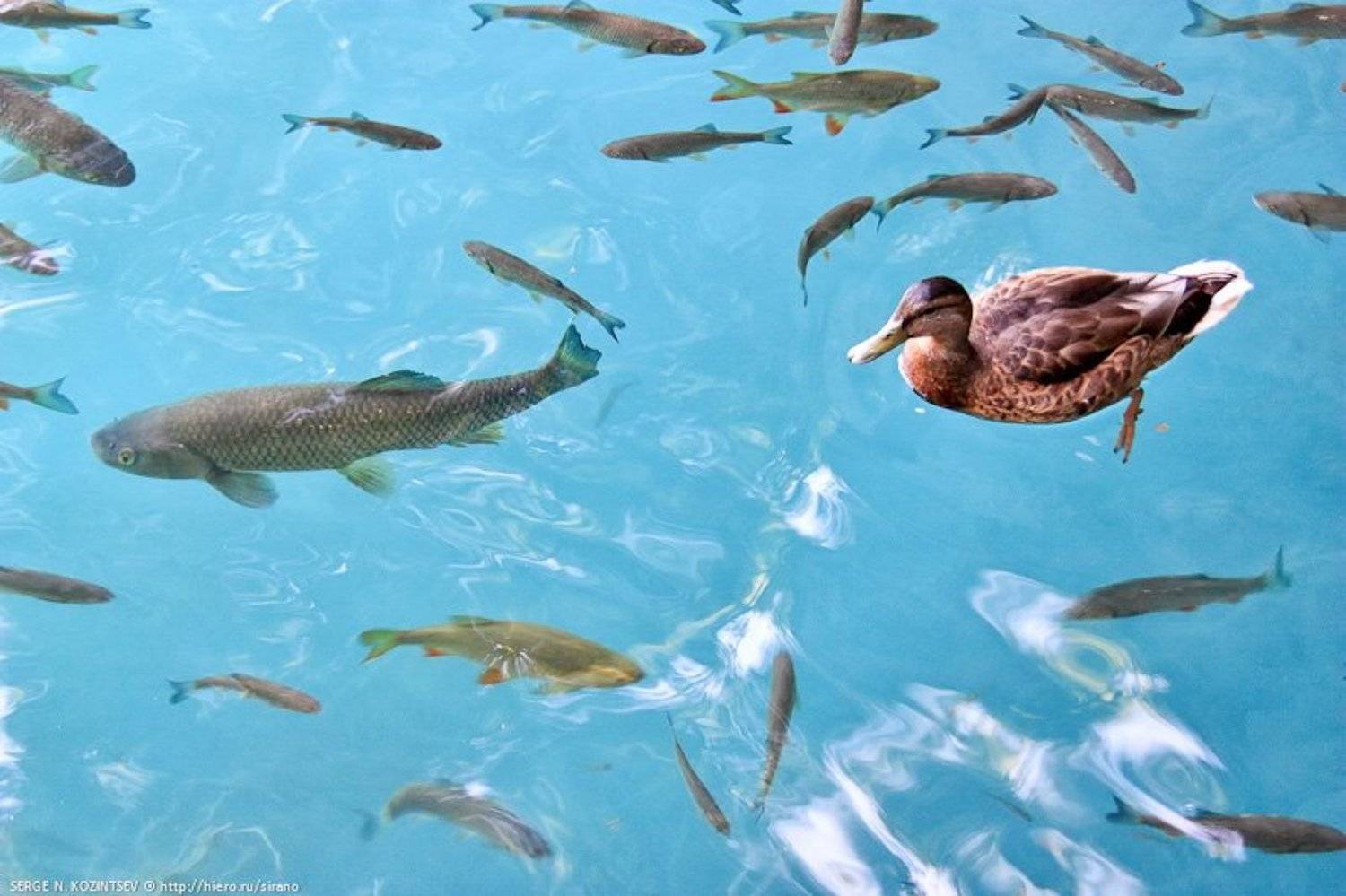 плитвицкие, озера, Sirano