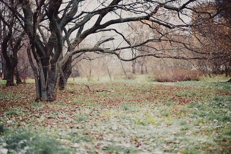 silent autumn фото превью