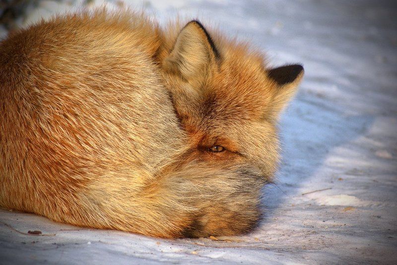 Хитрый лис фото превью