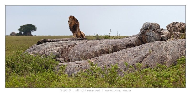 таназания, серенгети, симба-копи, лев Хозяин саванны. фото превью