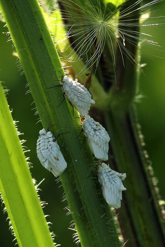 крапивные, червецы Крапивные червецы фото превью