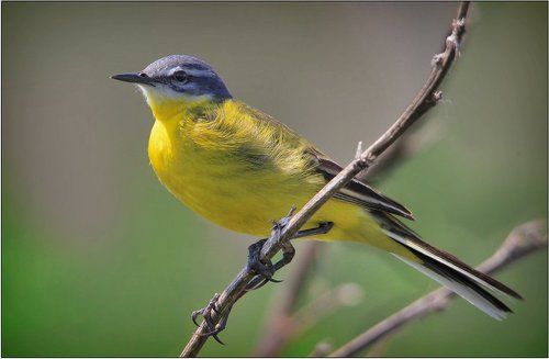Жёлтая трясогузка (Motacilla flava)
