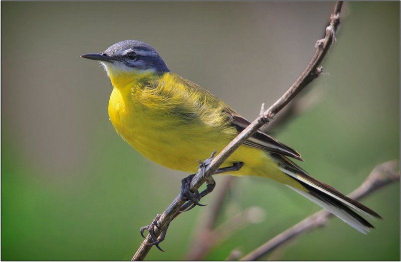 жёлтая трясогузка,  motacilla flava Жёлтая трясогузка (Motacilla flava) фото превью