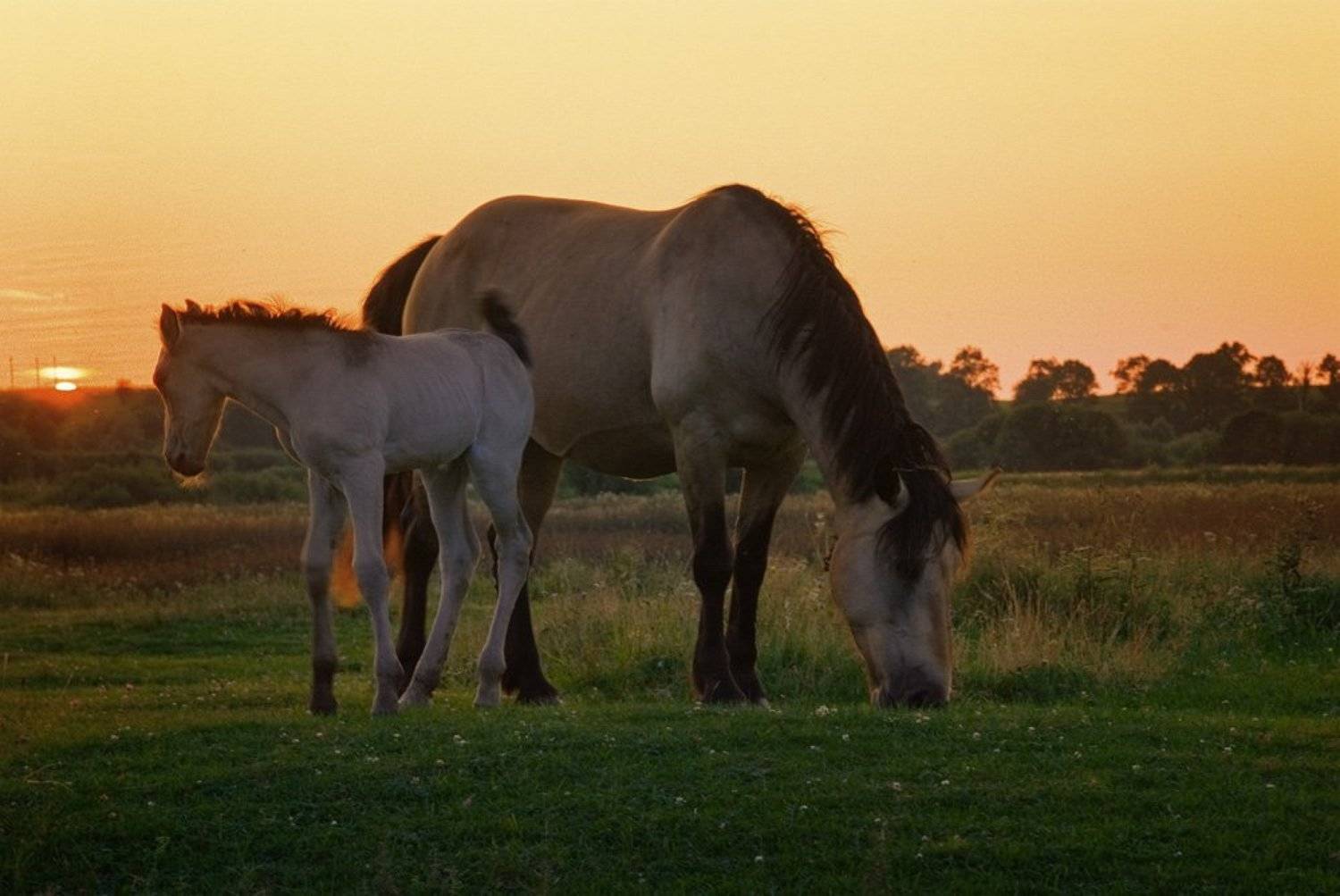 луг, лошади, Александр Титаренко