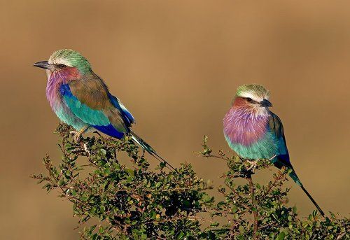 Сиреневогрудые сизоворонки
