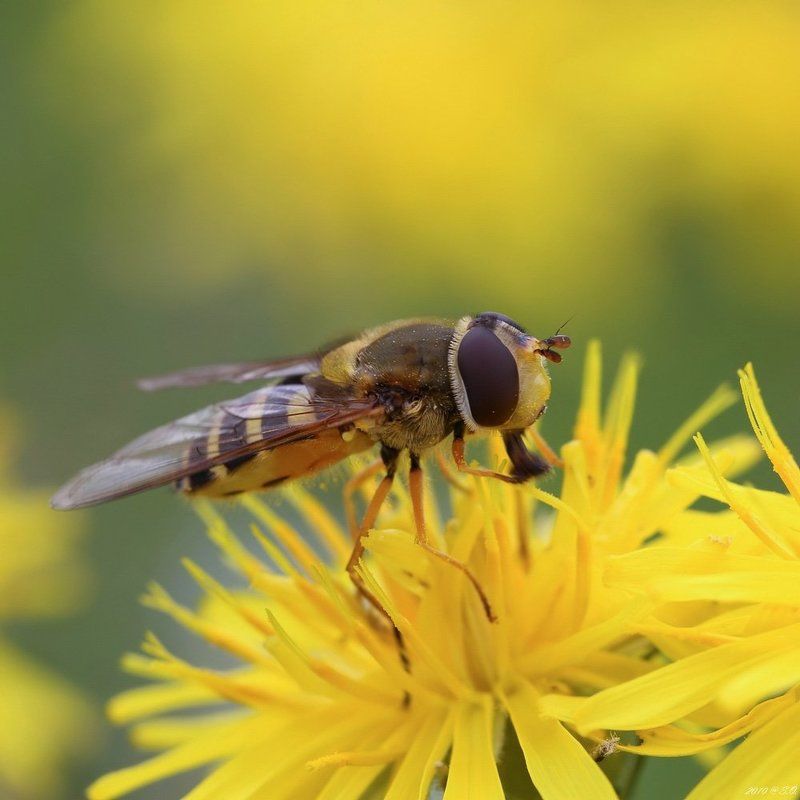 макро,журчалка,hoverfly,flower fly,schwebfliege,stehfliege,schwirrfliege,syrphidae Солнечная фото превью