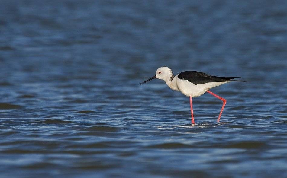 ходулочник, Alena