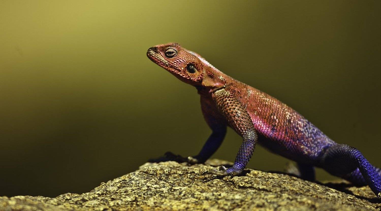 африка, танзания, ящерица, Centurion