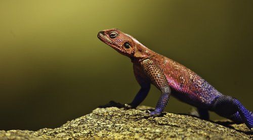 Царица золотых песков