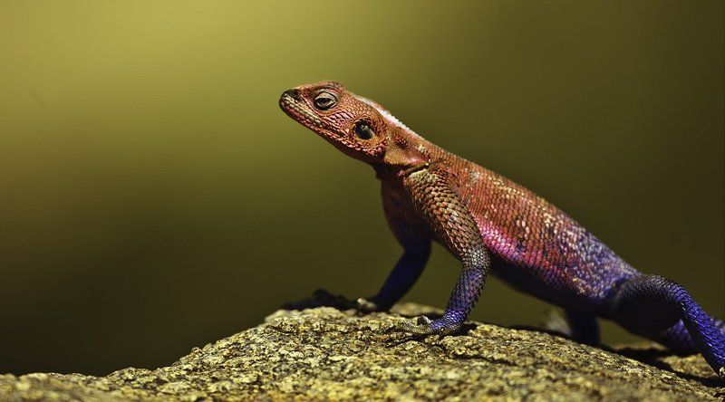 африка, танзания, ящерица Царица золотых песков фото превью