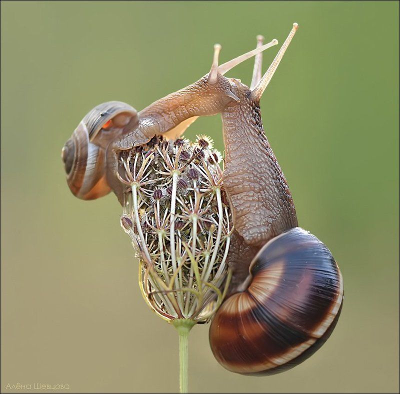 Французский поцелуй фото превью