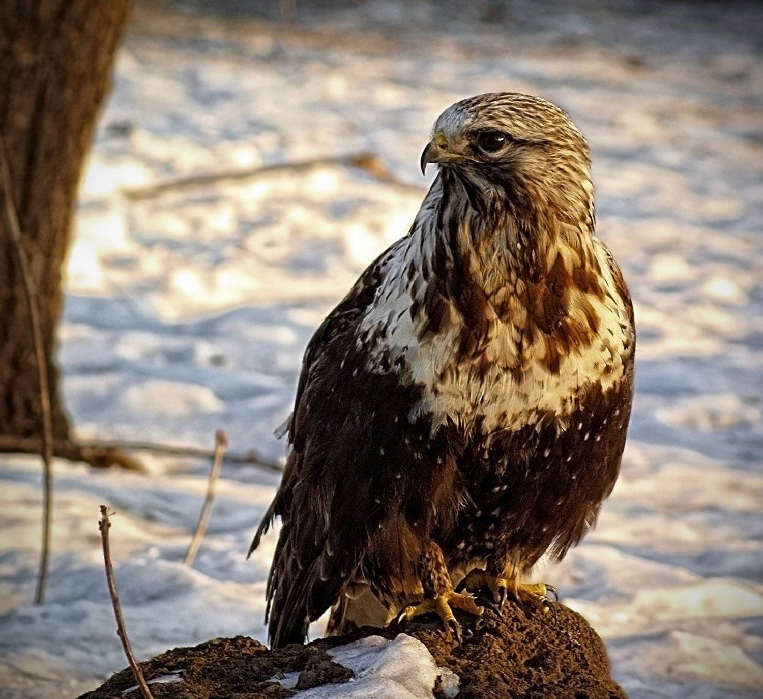 , олег сопов