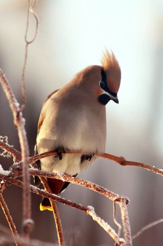 /// фото превью