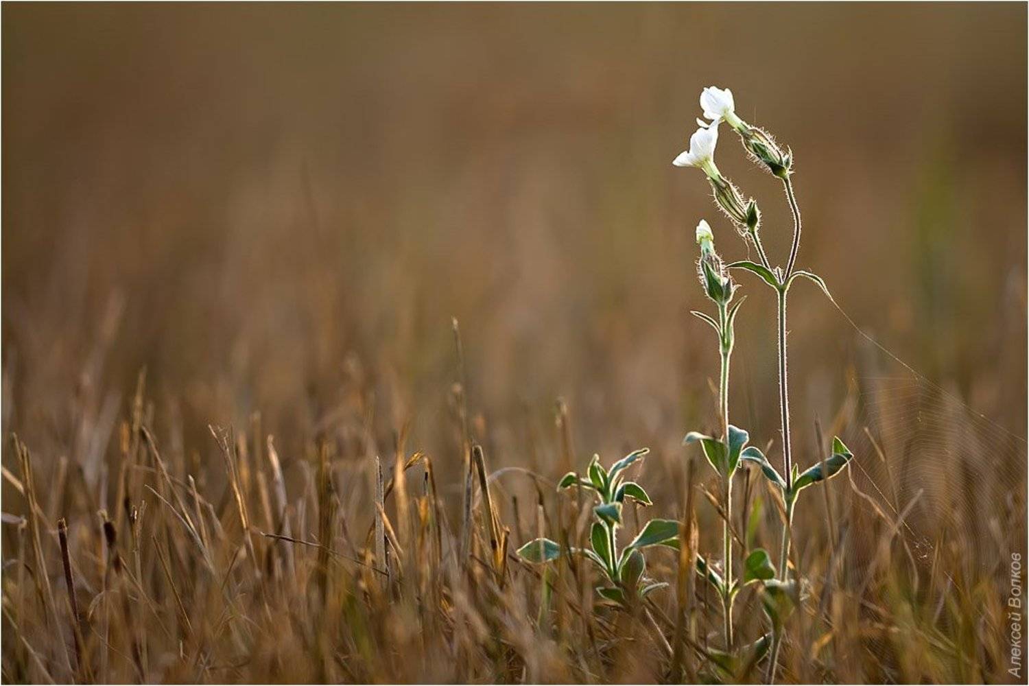 смолёвка обыкновенная, silene vulgaris, Amazon-san