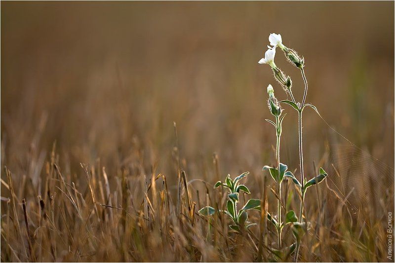 смолёвка обыкновенная, silene vulgaris А мне бы в небо! фото превью