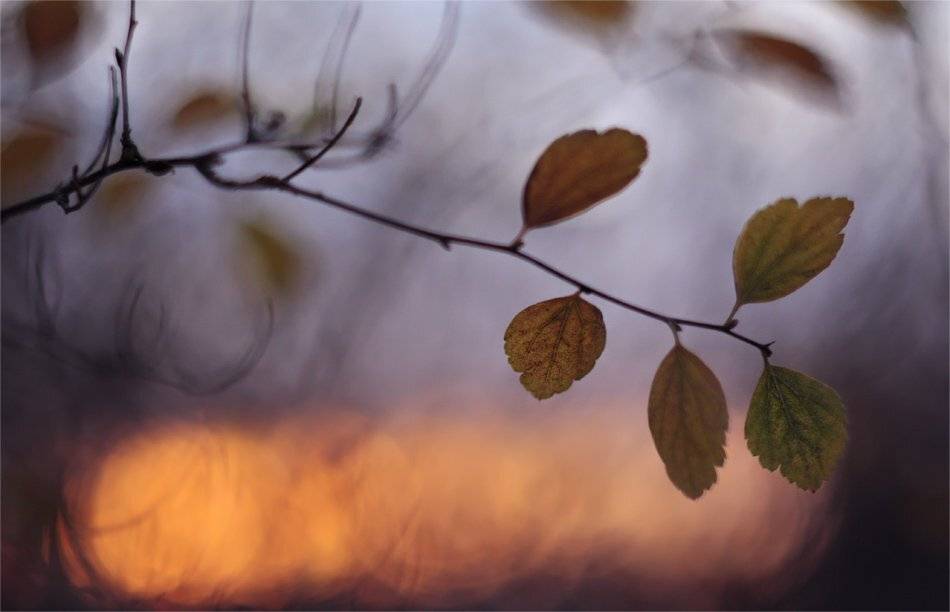 , Наталья Ова