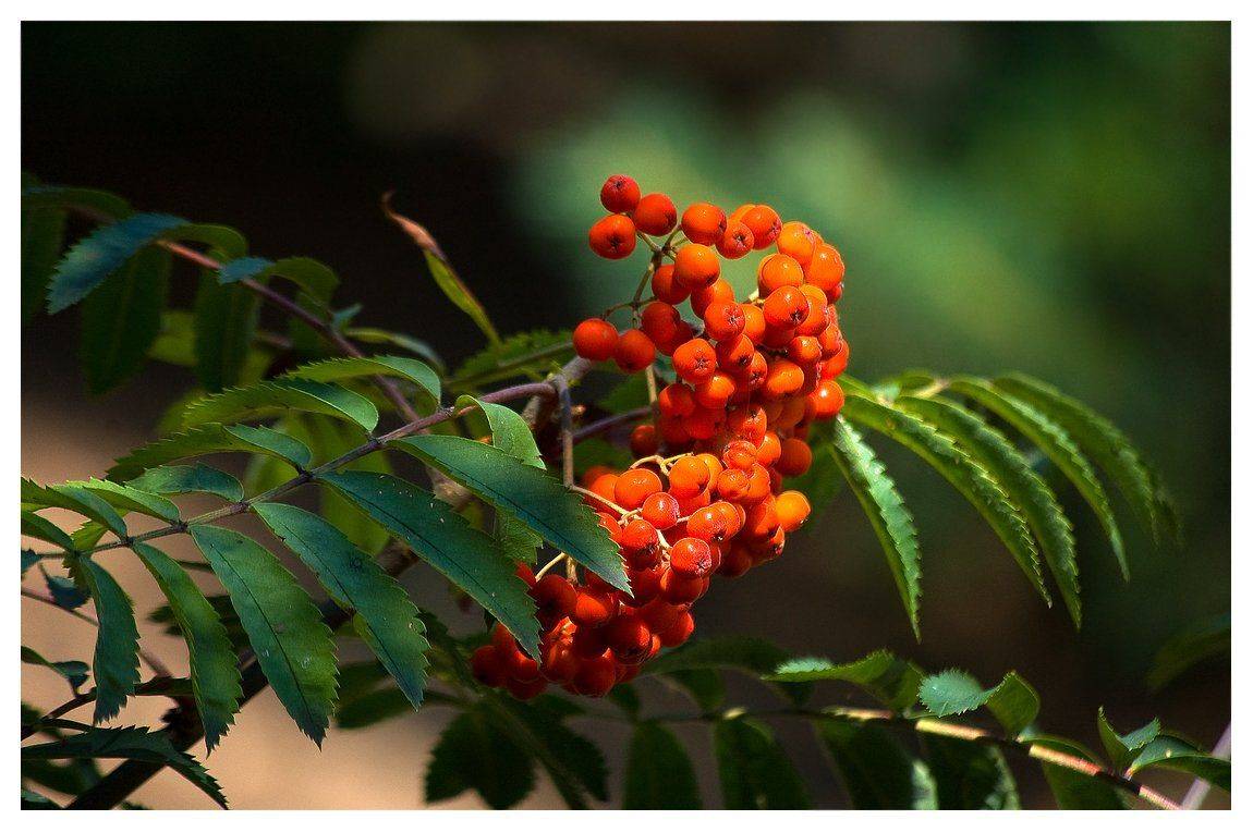 , Николай Шахманцир