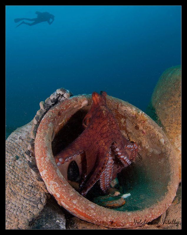 фото Обитатель амфор фото превью