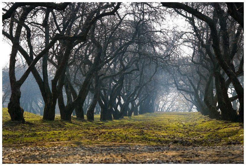 Дьяковские яблони фото превью