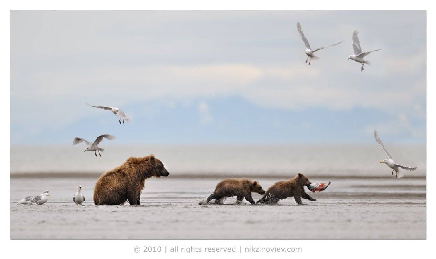 медведи, мишка, лосось, дикая природа, аляска, сша, Николай Зиновьев