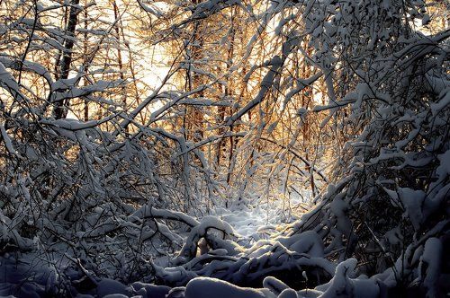 В ветвях заблудились рефлексы