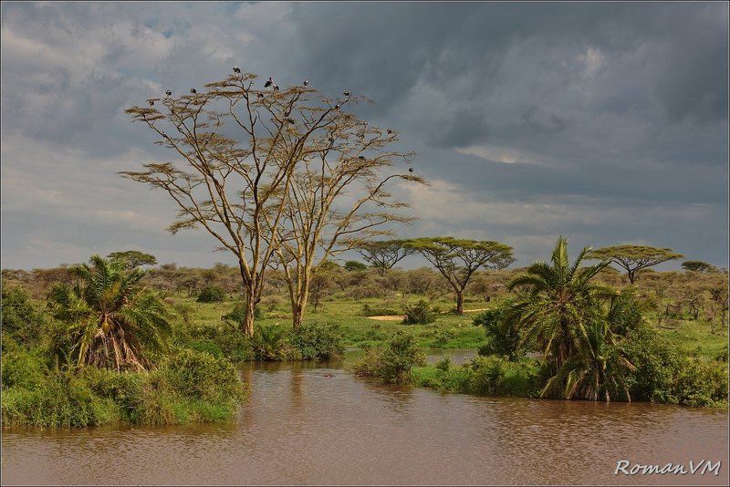 африка, тзания, серенгети, река серонера, марабу, бегемот Вечерняя фото превью