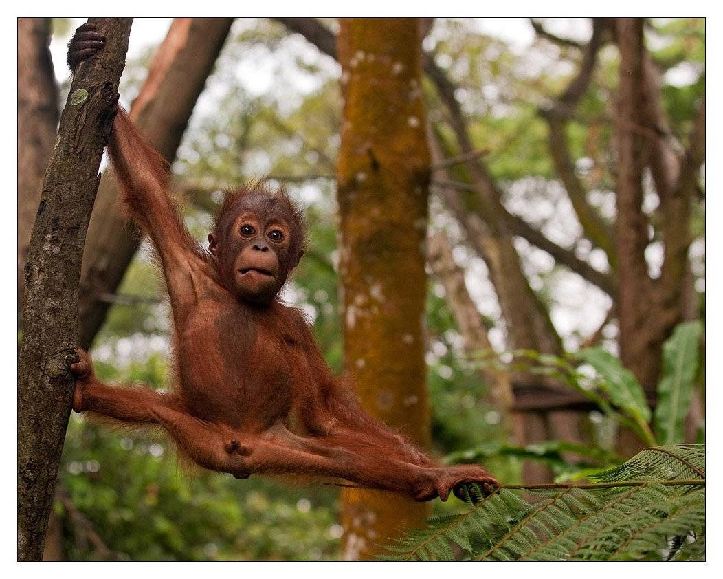 орангутан, VladimirD