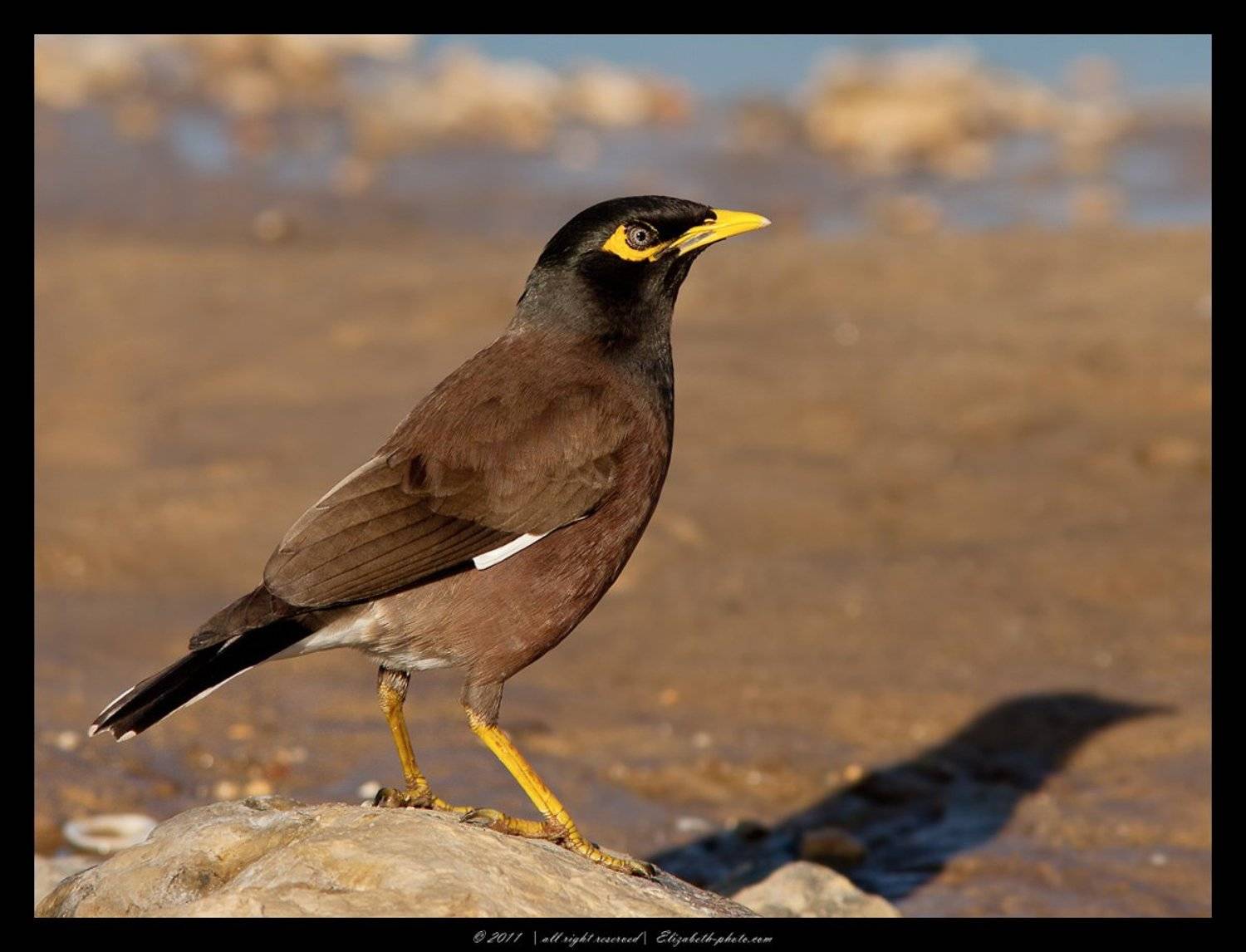 майна, acridotheres, tristis, израиль, Elizabeth Etkind