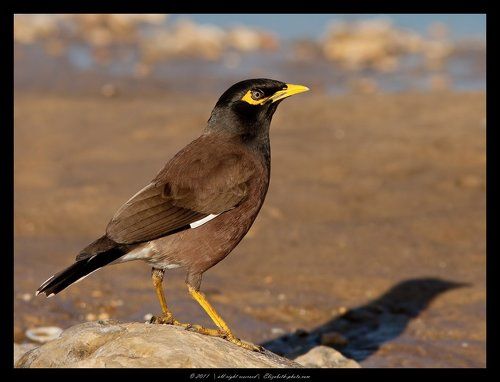 Майна - Acridotheres tristis
