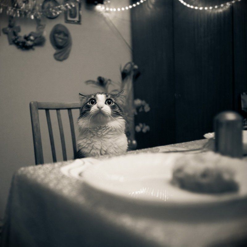 не ел я вашу ВКУСНУЮ котлету! фото превью